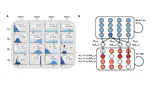 Overt visual attention and value computation in complex risky choice